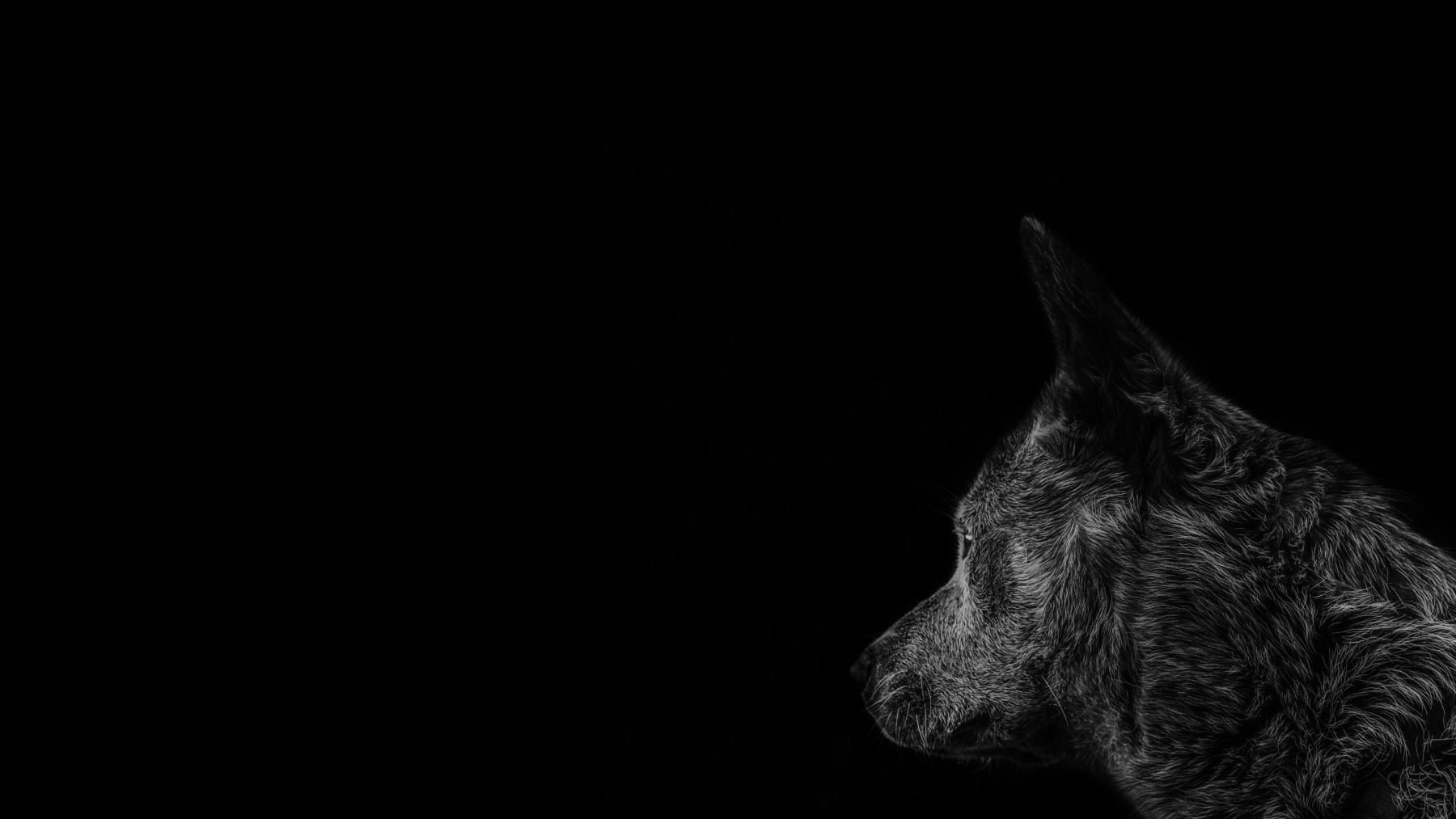 Ein Hundekopf in schwarz-weiss. 