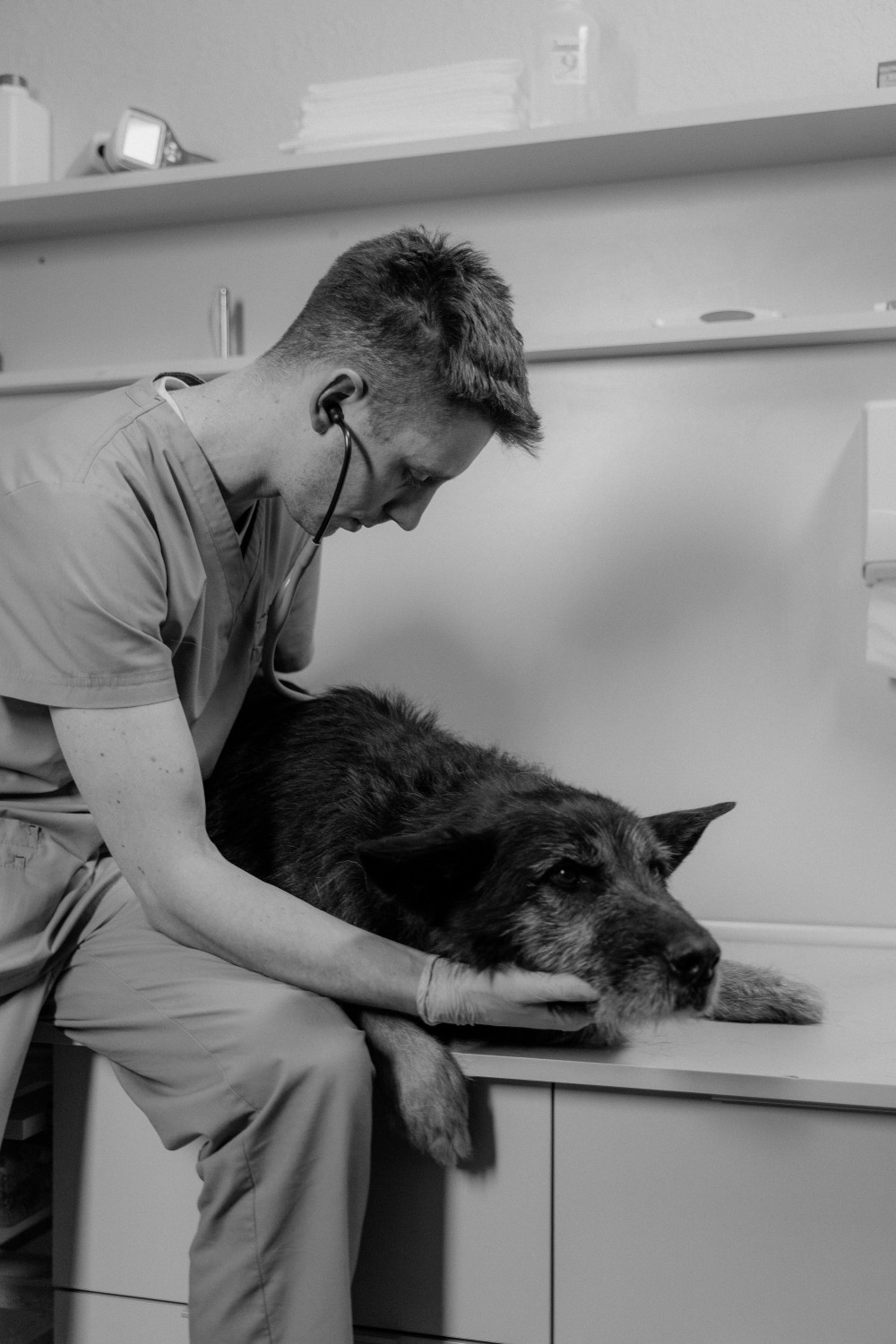 Ein alter Hund wird in einer Tierarztpraxis untersucht.