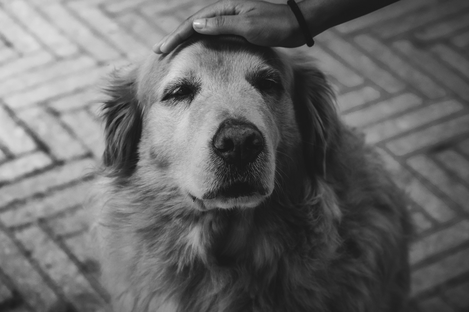 Ein alter Hund wird am Kopf gestreichelt.